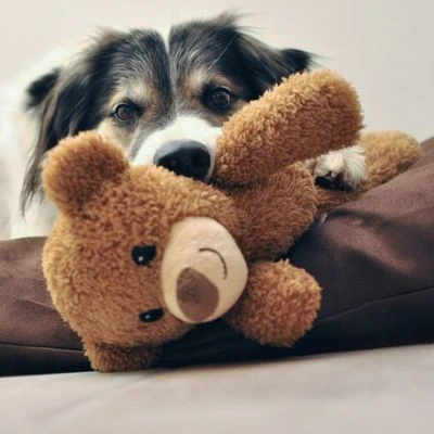 Petlando Moodles Bär 6 Petlando Moodles Bär – Bild 4