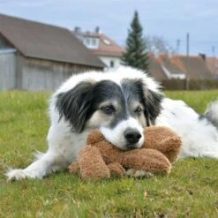 Petlando Moodles Bär 8 Petlando Moodles Bär -Günstiges Kornfrei Futter Geschäft 106623 petlando moodles bar hs 03 8