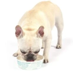 Arm & Hammer Frische Kokosnusswasser Zahnpflege -Günstiges Kornfrei Futter Geschäft 115600 a h zahnpflege kokoswasser hs03 3