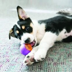 KONG Squeezz Action Ball -Günstiges Kornfrei Futter Geschäft 116199 kong squeezz actionball 6cm hs 03 2