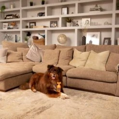 Pet Head Ditch The Dirt Shampoo 17 Pet Head Ditch The Dirt Shampoo -Günstiges Kornfrei Futter Geschäft 159700 companyofanimals pethead ditchthedirt shampoo 300ml hs 06 9