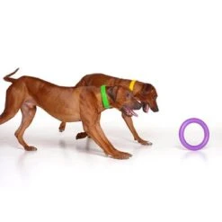 Ferplast Hundespielzeug Puller -Günstiges Kornfrei Futter Geschäft 199296 ferplastitalien ferplast hundespielzeug puller midi 27cm hs 08 9