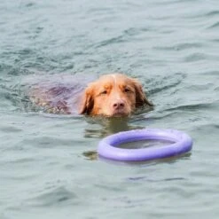 Ferplast Hundespielzeug Puller -Günstiges Kornfrei Futter Geschäft 199296 ferplastitalien ferplast hundespielzeug puller midi 27cm hs 19 0