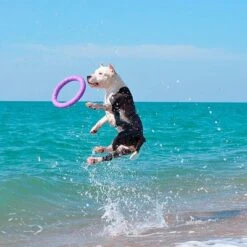 Ferplast Hundespielzeug Puller -Günstiges Kornfrei Futter Geschäft 199296 ferplastitalien ferplast hundespielzeug puller midi 27cm hs 20 9