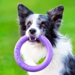 Ferplast Hundespielzeug Puller -Günstiges Kornfrei Futter Geschäft 199297 ferplastitalien ferplast hundespielzeug puller midi 19cm hs 16 9