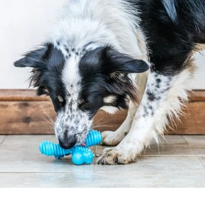 Nylabone Adult X-Bone Kauspielzeug 4 Nylabone Adult X-Bone Kauspielzeug – Bild 2