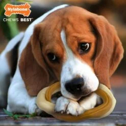 Nylabone Rohhautknochen & Ochsenziemer Kombi 10 Nylabone Rohhautknochen & Ochsenziemer Kombi -Günstiges Kornfrei Futter Geschäft 224542 nylabone rohhautknochen ochsenziemer kombi hs 01 0