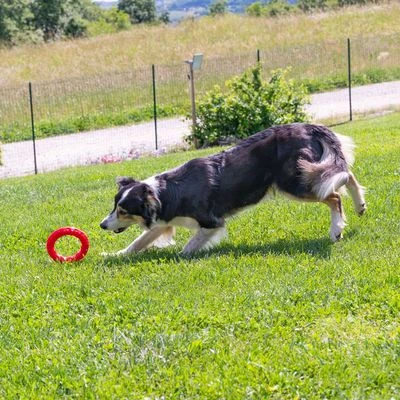 Ferplast Smile Kauring, Rot – Bild 9