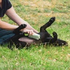 Pet Teezer Welpenbürste -Günstiges Kornfrei Futter Geschäft 230724 pet teezer welpenbuerste hs 18 2