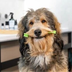 Kooa Zahnpflegeset -Günstiges Kornfrei Futter Geschäft 230742 kooa zahnpflegeset shoot 5