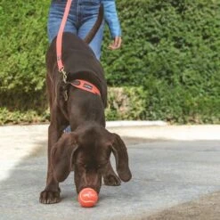 Nomad Tales Bloom Tennisball-Set -Günstiges Kornfrei Futter Geschäft 323035 nomad tales tennisball set 01 8