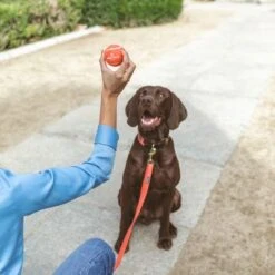 Nomad Tales Bloom Tennisball-Set -Günstiges Kornfrei Futter Geschäft 323035 nomad tales tennisball set 02 1