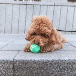 Nomad Tales Bloom Tennisball-Set -Günstiges Kornfrei Futter Geschäft 323035 nomad tales tennisball set 03 4