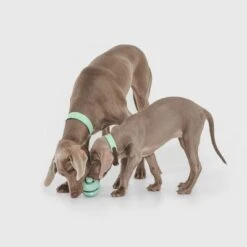 Nomad Tales Bloom Snack-Roller -Günstiges Kornfrei Futter Geschäft 333015 nomad tales snack ball 02 1