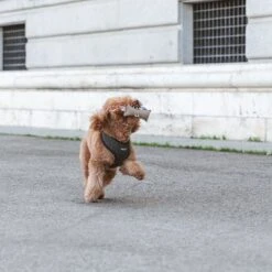 Nomad Tales Calma Hundespielzeug Kaustab -Günstiges Kornfrei Futter Geschäft 344596 nomad tales calma chewing stick hs 03 2