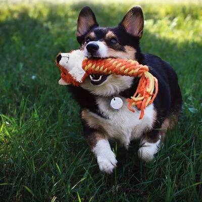 KONG Winder Fox 5 KONG Winder Fox – Bild 3