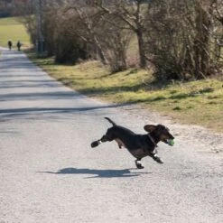 Hundeschuhe S & P Boots -Günstiges Kornfrei Futter Geschäft 52149 hundeschuhe xs fg 0890 4