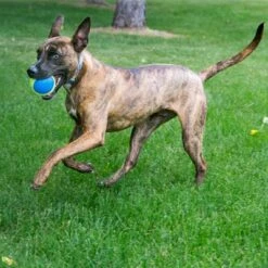 KONG Ultra SqueakAir Ball -Günstiges Kornfrei Futter Geschäft 617250 kong ultra squeakair balls 03 9