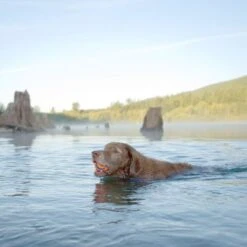 Chuckit! Ultra Ball -Günstiges Kornfrei Futter Geschäft 64169 chuckit ultra ball lifestyle hs 01 0