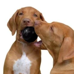 KONG Extreme Ball -Günstiges Kornfrei Futter Geschäft 74241 kong extremeball hs 03 6