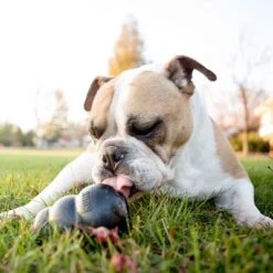 KONG Extreme -Günstiges Kornfrei Futter Geschäft 74319 kongextremeschwarz hs 05 5