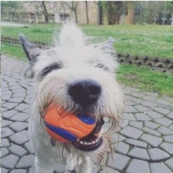 Chuckit! Ultra Ball S -Günstiges Kornfrei Futter Geschäft 99536 petmate chuckit ultraball small hs 06 6 1