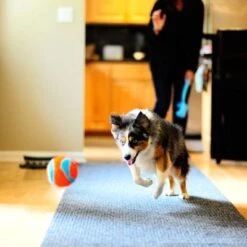 Chuckit! Indoor Ball -Günstiges Kornfrei Futter Geschäft 99702 chuckit indoor ball hs 04 0