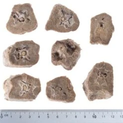 Wolf Of Wilderness Snack - RAW 5 (Mix, Gefriergetrocknet) -Günstiges Kornfrei Futter Geschäft wow raw duck necks fg 5433 2