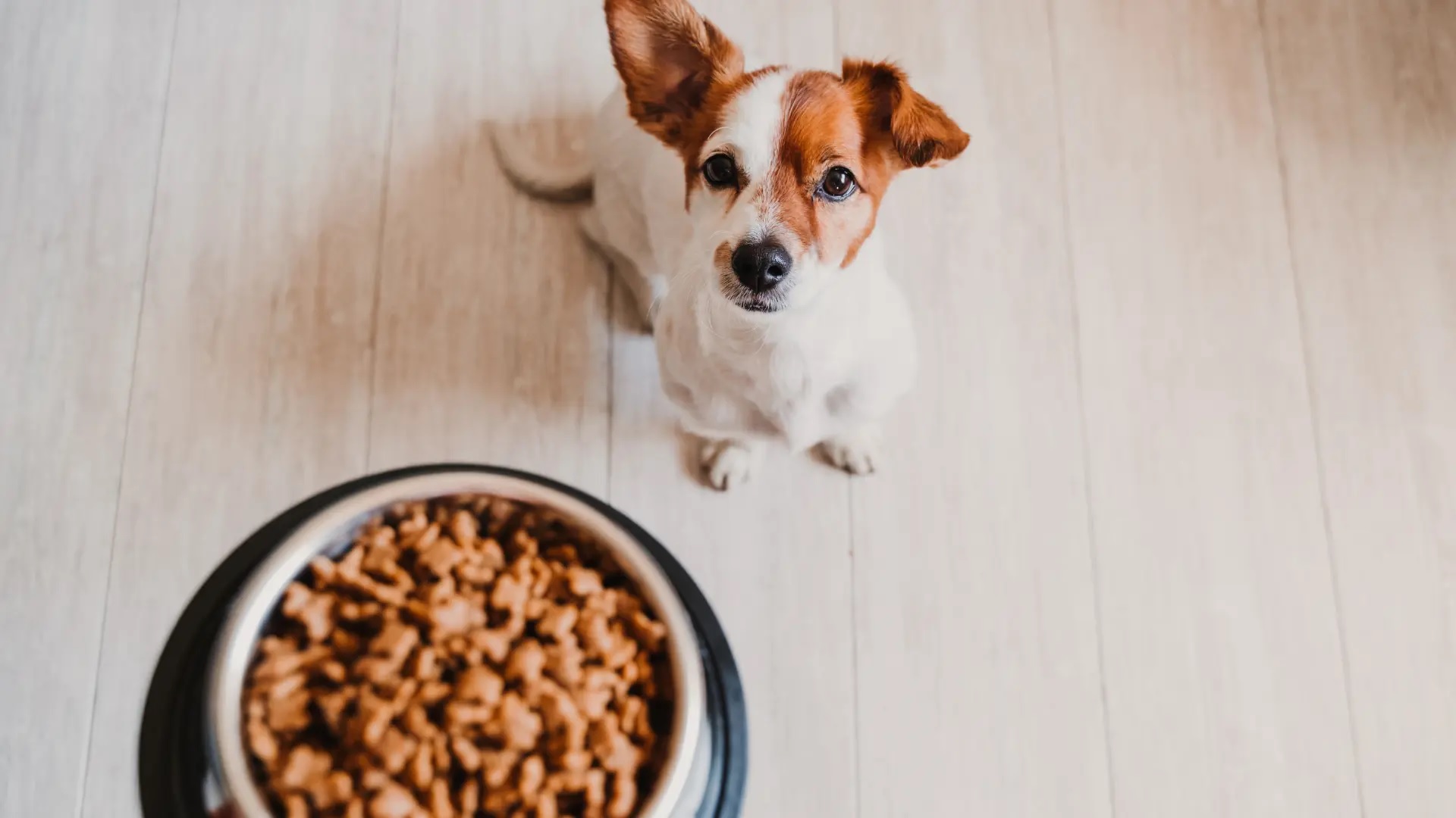 Günstiges Kornfrei Futter Geschäft -Günstiges Kornfrei Futter Geschäft egeherhehreher
