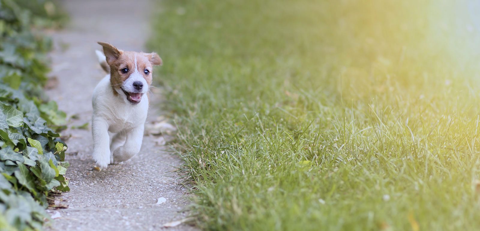 Günstiges Kornfrei Futter Geschäft -Günstiges Kornfrei Futter Geschäft running happy puppy puppod subscription 1600x773 1
